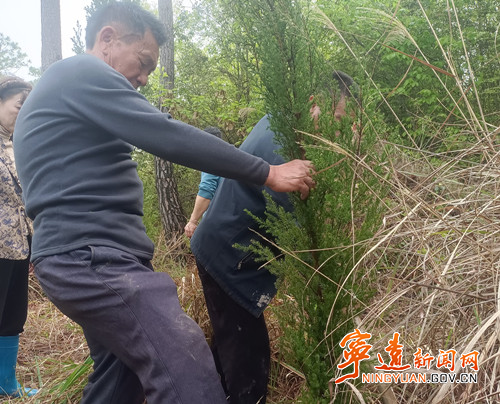 宁远县保安镇：清明植树寄哀思 绿色殡葬树新风_副本_副本500.jpg