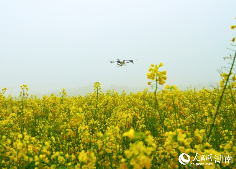 岳阳县中洲油菜大面积单产提升示范区，无人机播撒肥料。人民网记者 刘汕摄