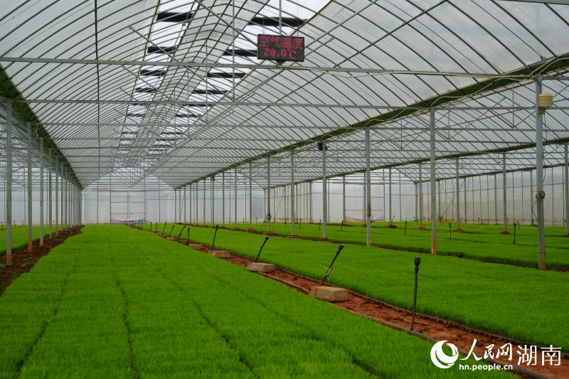 丰瑞农机合作社的育秧大棚里，秧苗茁壮成长。人民网记者 刘汕摄