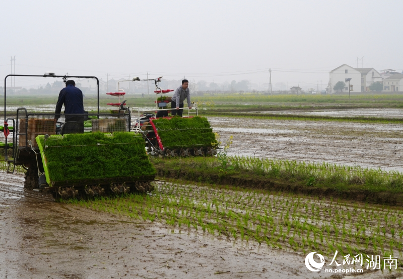 筻口双季稻大面积单产提升示范区，插秧机正在作业。人民网记者 刘汕摄