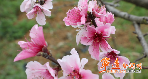宁远县仁和镇：桃花竞相绽放 绘就乡村春日画卷1_副本500.png