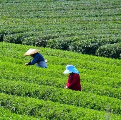 春醉星城丨采春茶、喝村咖，去张坊赴一场乡野之约