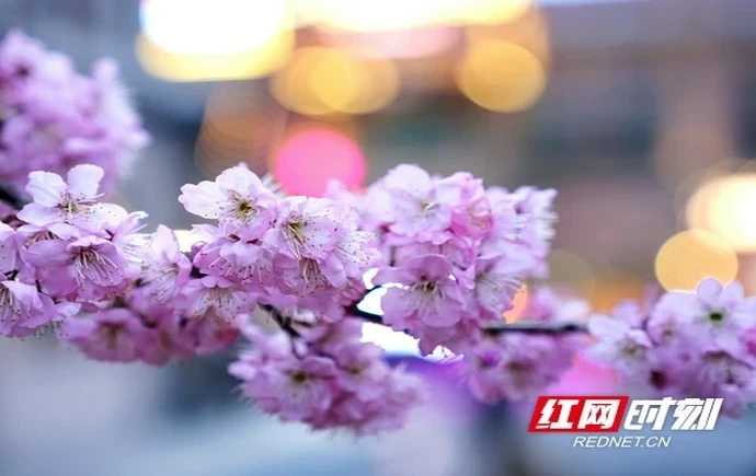 组图 |  雁城无处不飞花