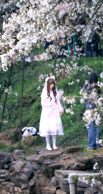 雨天赏花也浪漫！湖南省植物园樱花正盛，人少票好约