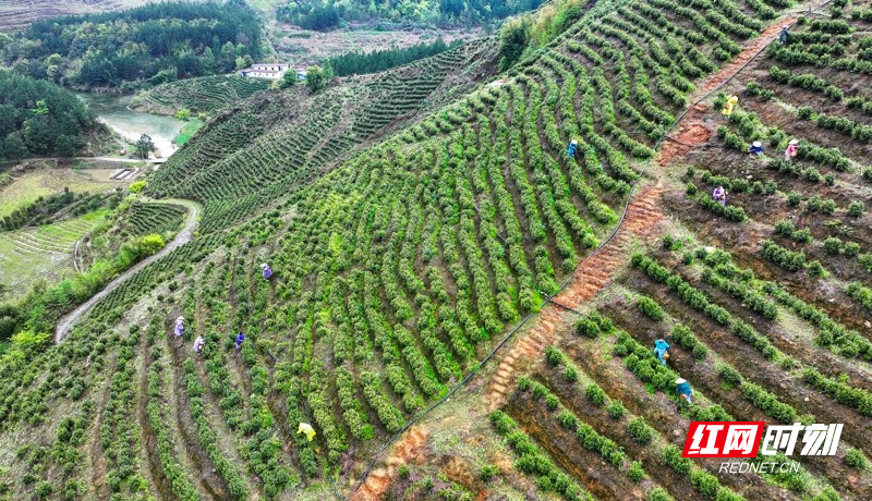 湖南新田:富硒春茶采摘忙01.jpg