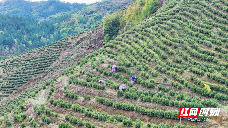 湖南新田:富硒春茶采摘忙05.jpg