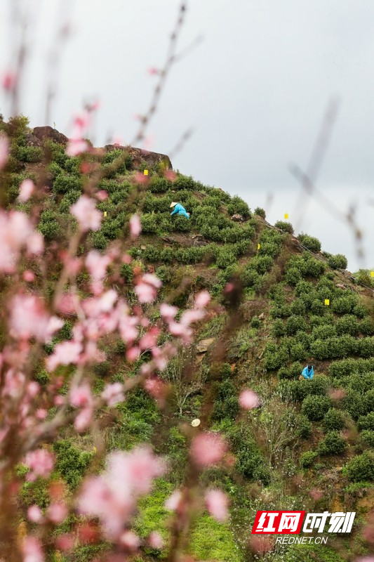 湖南新田:富硒春茶采摘忙06.jpg