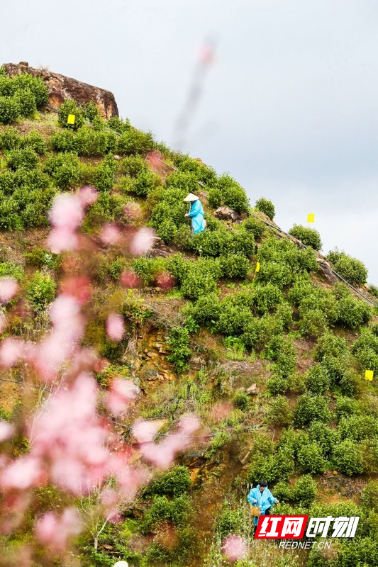 湖南新田:富硒春茶采摘忙07.jpg