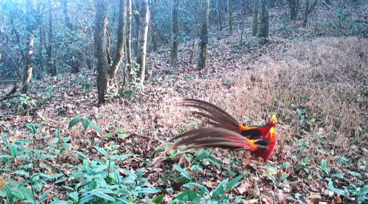 红外相机“抓包”！湖南双牌阳明山两只红腹锦鸡林间“比武” 金羽翻飞尽显野性