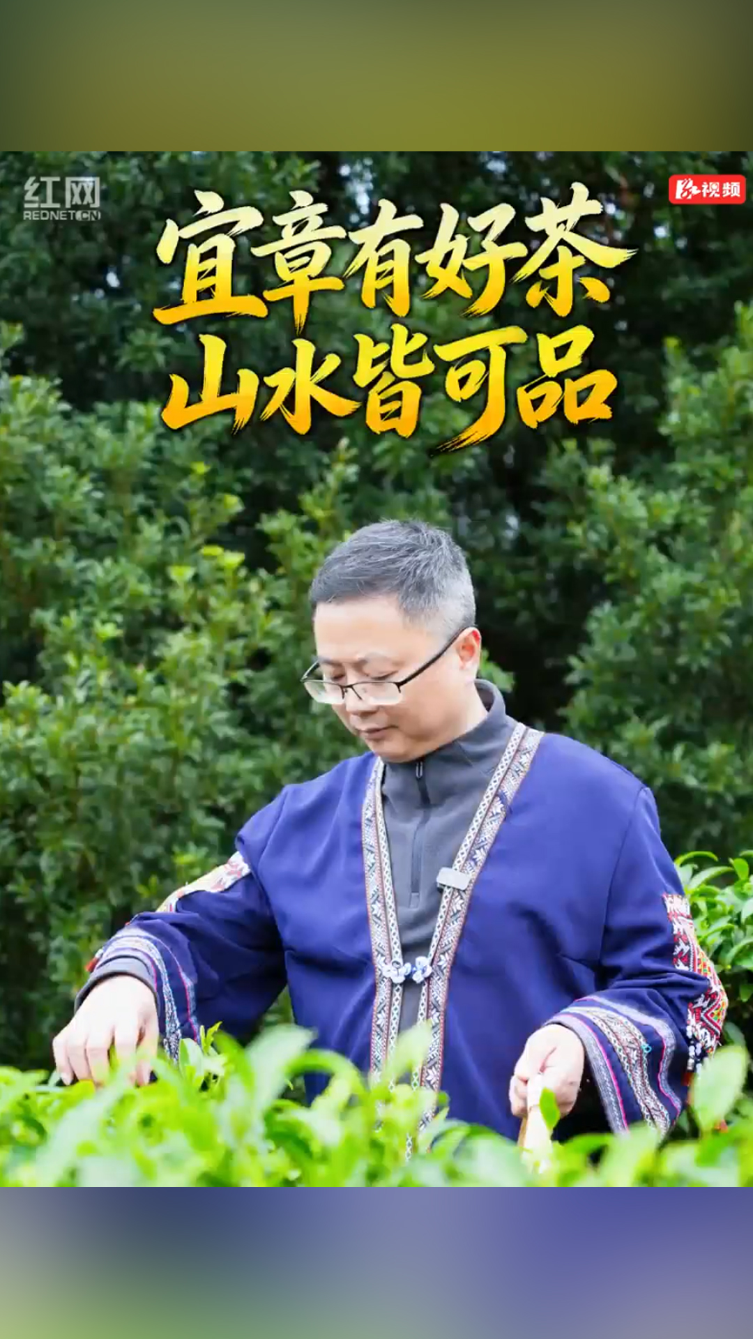 宜章有好茶 山水皆可品