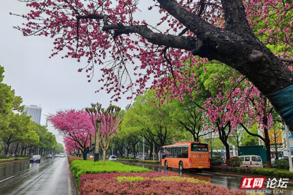 常德柳叶大道，十里桃花，织就春日最美花廊