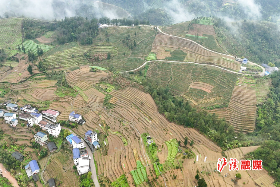 白羊溪采茶忙 (4).jpg