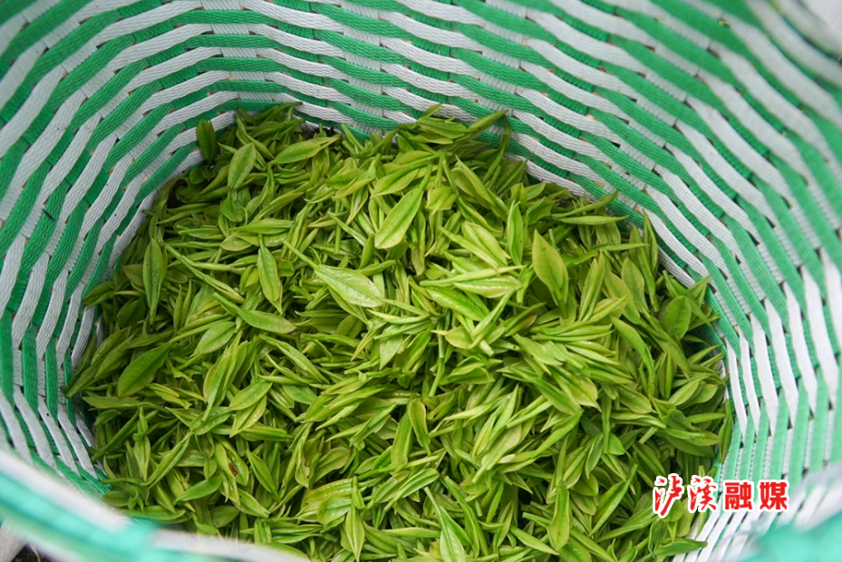 白羊溪采茶忙 (2).jpg