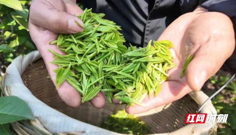 微信图片_20260402094108_514_3.png 微信图片_20260402094108_514_3.png