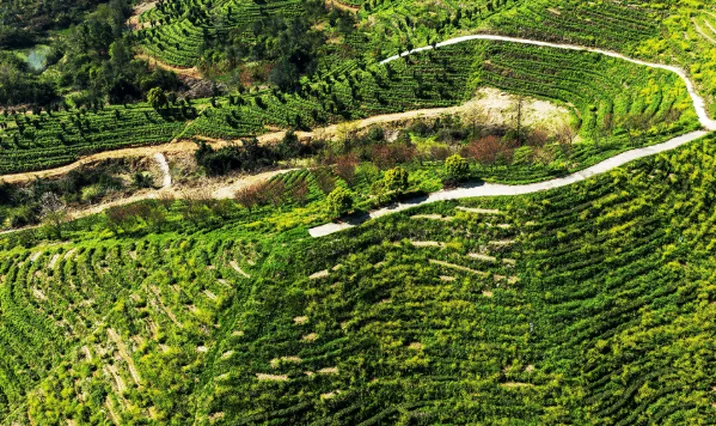 【每日一图@湖南】踏春岳阳天井山，看翠色漫过山野