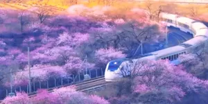 这份清明赏花攻略请收好