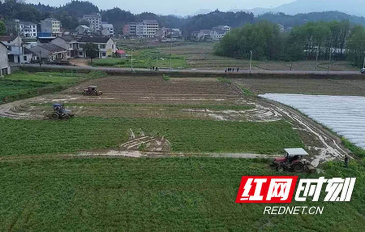 桃江：绿肥种植激活生态增产新动能 冬闲田变身生态良田