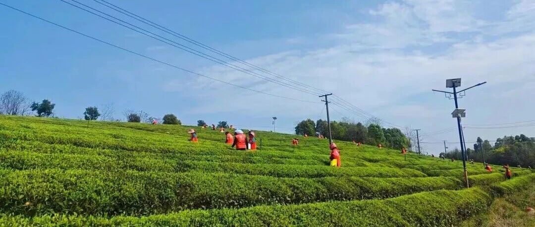 千亩茶园全面开采!快来打卡同款体验→