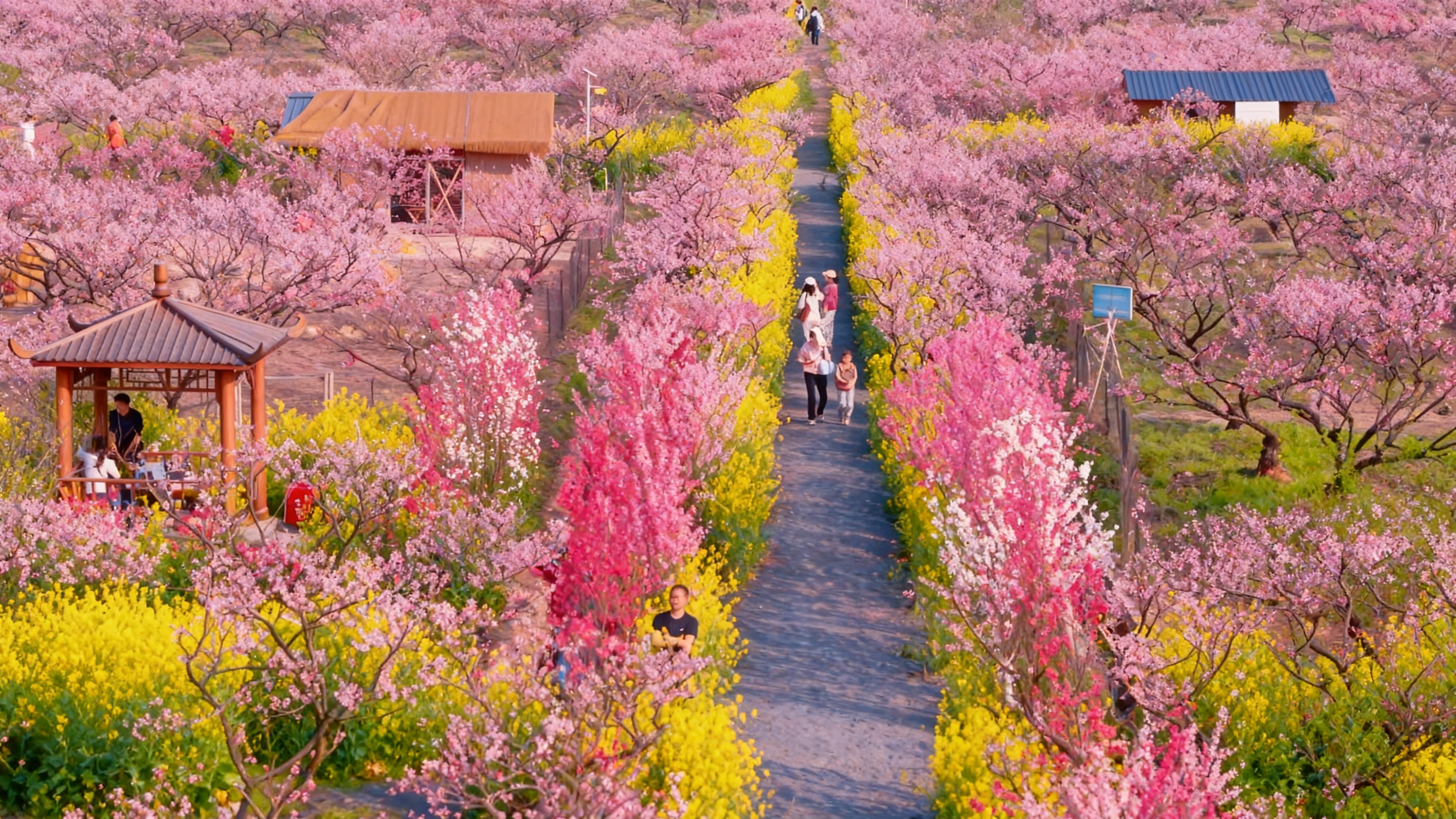 央媒看湖南丨花海、市集与春味 湖南春日文旅解锁消费新场景