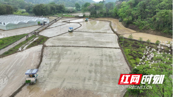 宜章：早稻插秧正当时   机械化助力忙春耕 （新媒体）735.png