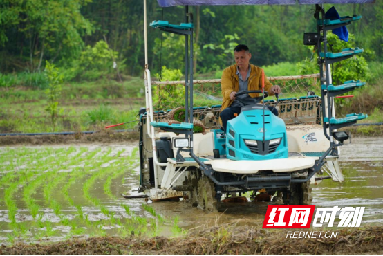 宜章：早稻插秧正当时   机械化助力忙春耕 （新媒体）740.png