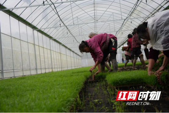 宜章：早稻插秧正当时   机械化助力忙春耕 （新媒体）736.png