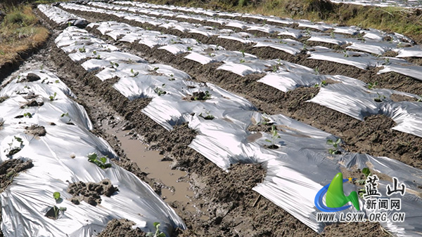 我县抢抓农时移栽忙 特色蔬菜铺就致富路2.jpg