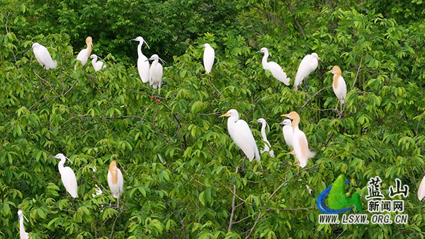 我县迎候鸟迁徙过境 白鹭云集绘春光2.jpg