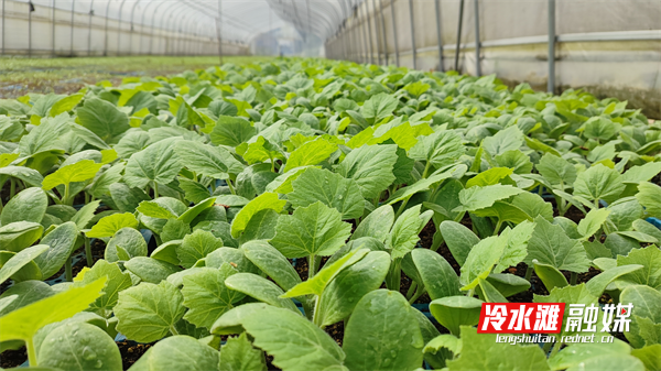 图片9.png 图片9.png