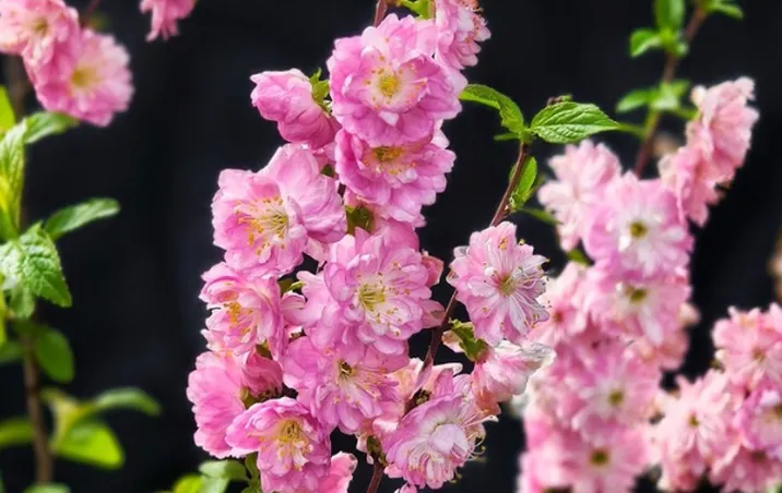 【赴春之约】安乡春信：枝头那一抹热烈的榆叶梅