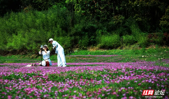 【每日一图@湖南】新化龙湾湿地公园，春日野餐拍照的天然影棚