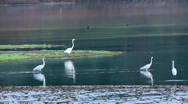 湘江源羽鉴丨第35期 白鹭