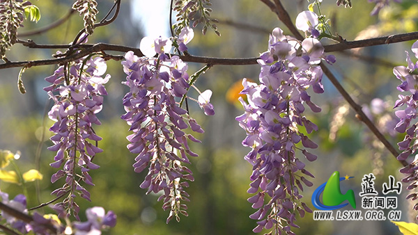 美丽蓝山:繁花缀满枝 乐享春日美景2.jpg 美丽蓝山:繁花缀满枝 乐享春日美景2.jpg