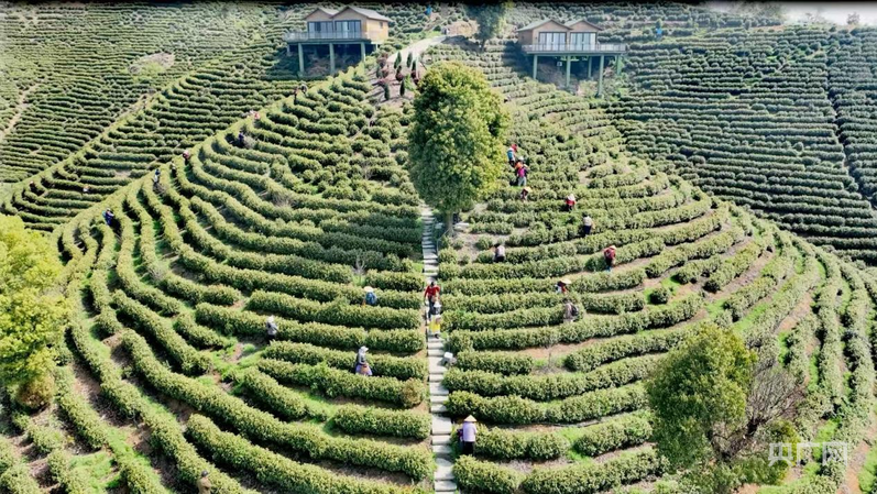 海外“朋友圈”扩容 湖南衡山皇茶出口至35个国家