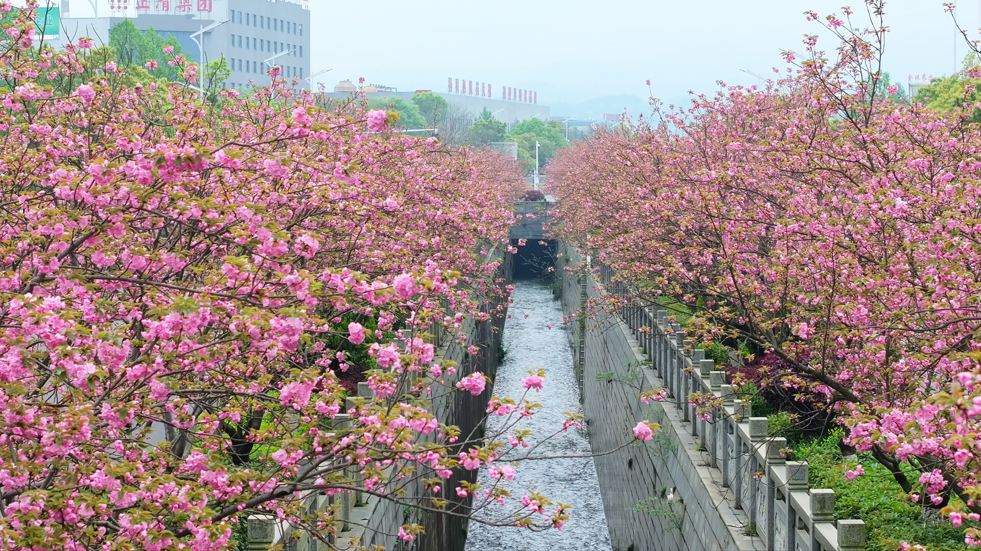 中方县：樱花烂漫春意浓