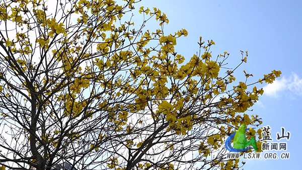 美丽蓝山:繁花缀满枝 乐享春日美景1_1.jpg 美丽蓝山:繁花缀满枝 乐享春日美景1_1.jpg