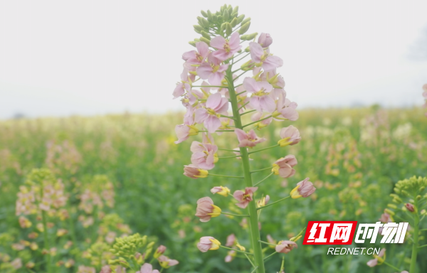 湖南澧县：七彩油菜花盛开_澧县_湖南频道_红网