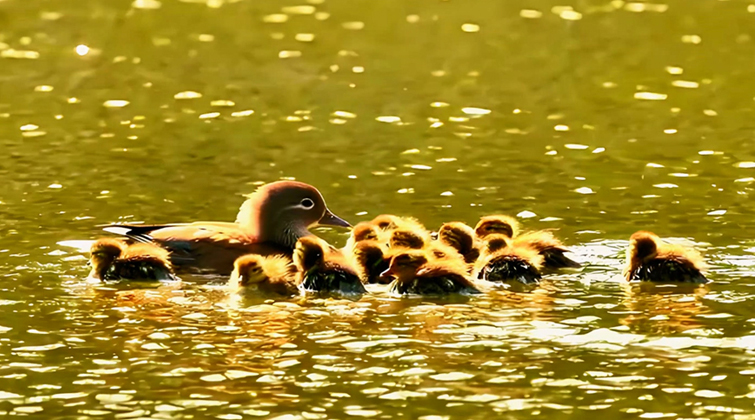 湘江源羽鉴丨第36期 鸳鸯