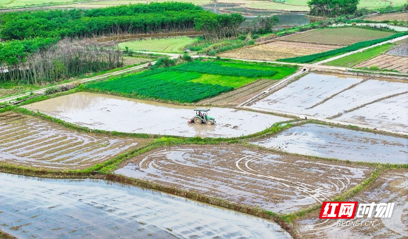 湖南新田:春和景明忙春耕1.jpg