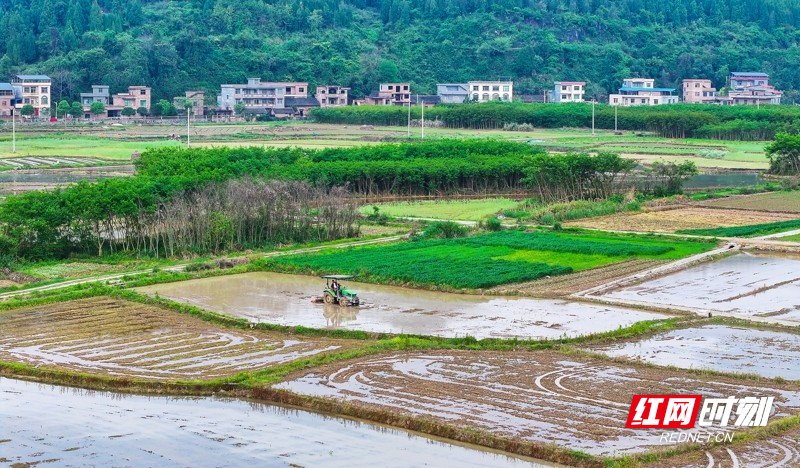 湖南新田:春和景明忙春耕2.jpg