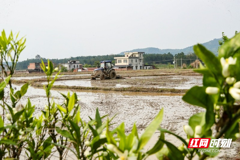 湖南新田:春和景明忙春耕9.jpg