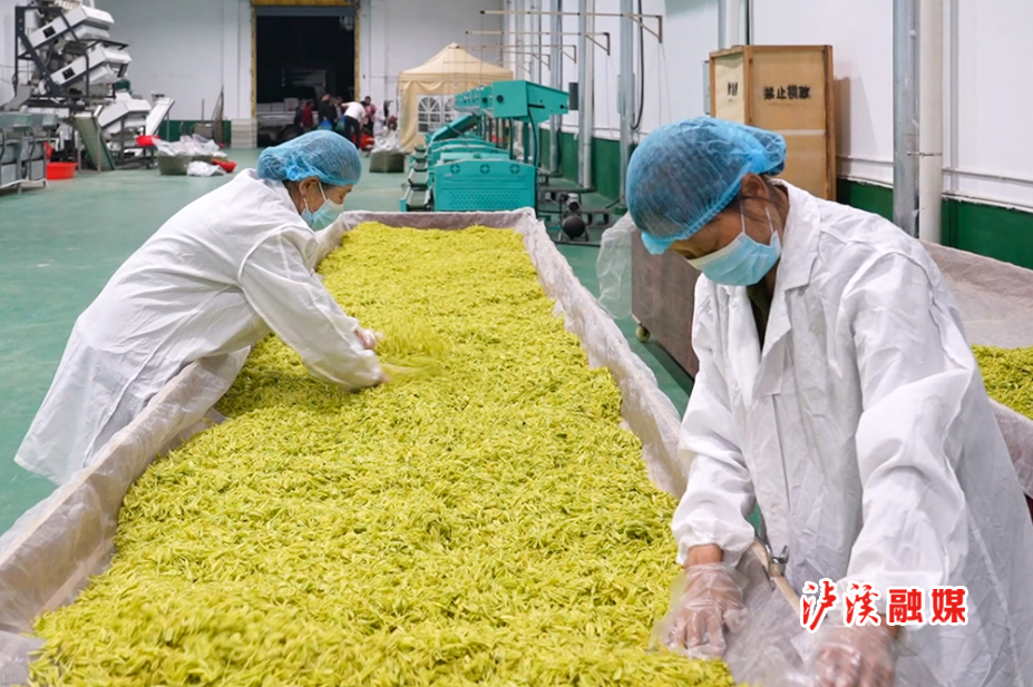 泸溪白茶加工.mp4_20260409_150804.679.jpg 泸溪白茶加工.mp4_20260409_150804.679.jpg