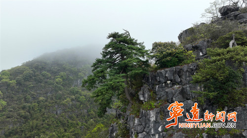 宁远:石楼峰上石枞秀 千年苍劲映九嶷3_副本_副本500.jpg 宁远:石楼峰上石枞秀 千年苍劲映九嶷3_副本_副本500.jpg