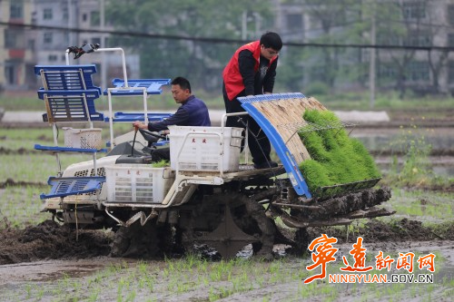 宁远:机械化插秧抢农时 春耕生产按下“快进键”3_副本500.jpg 宁远:机械化插秧抢农时 春耕生产按下“快进键”3_副本500.jpg