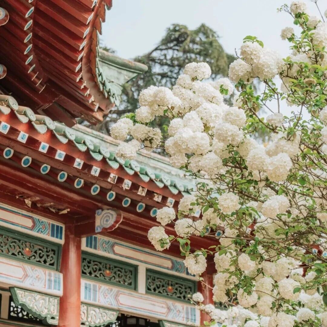 星城无处不飞花丨绝美！长沙“冰淇淋花”开了