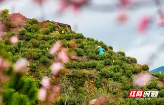湖南新田：富硒春茶采摘忙（组图）