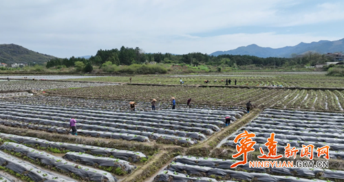 宁远县中和镇:烤烟管护正当时_副本500.png 宁远县中和镇:烤烟管护正当时_副本500.png