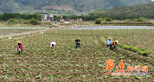 宁远县中和镇:烤烟管护正当时2_副本500.png 宁远县中和镇:烤烟管护正当时2_副本500.png