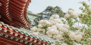 绝美！长沙“冰淇淋花”开了