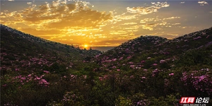 人间四月芳菲尽，大院杜鹃始盛开